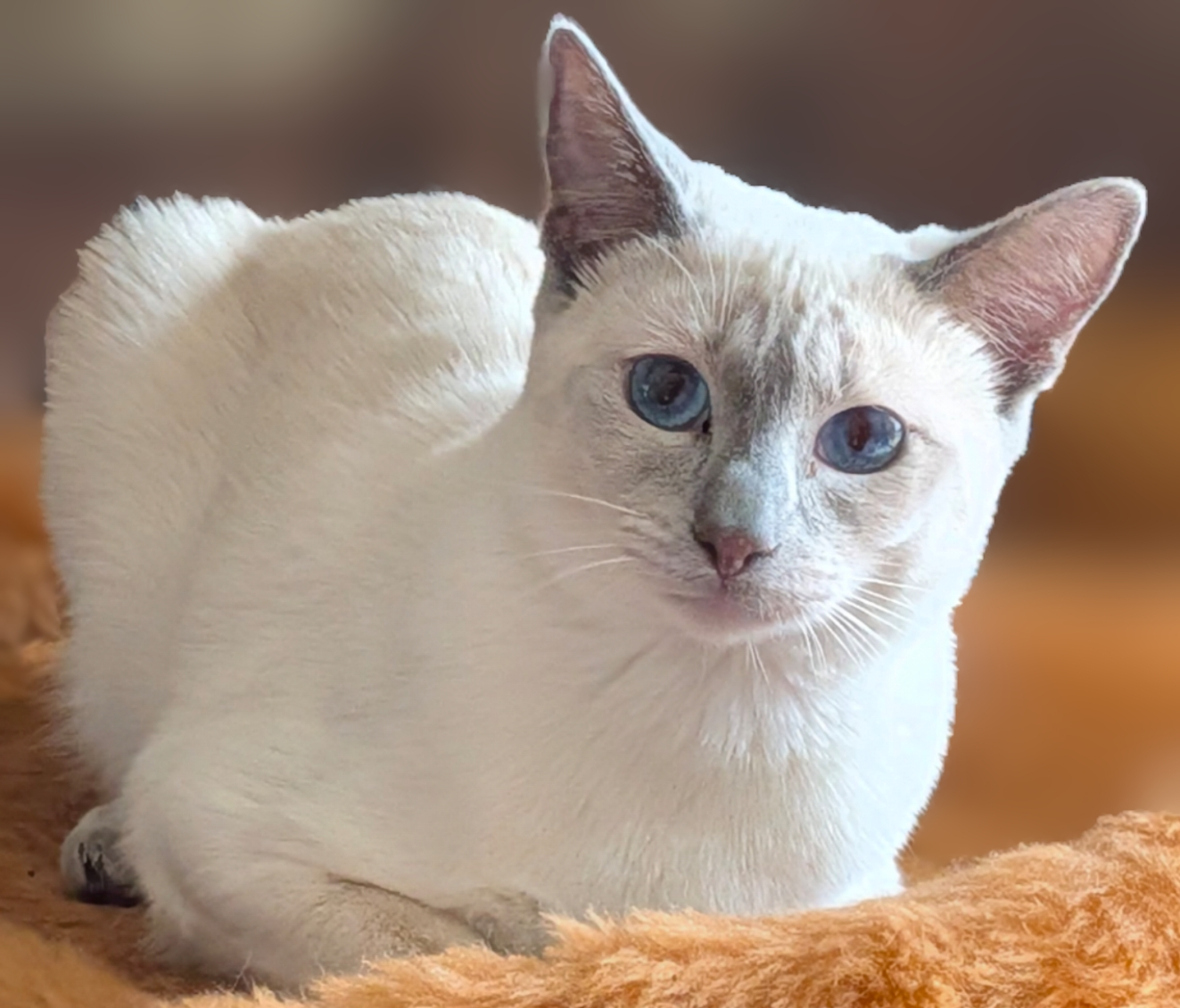 Sweet Sasha Lilac Lace - Sasha, Lilac Point Female Siamese