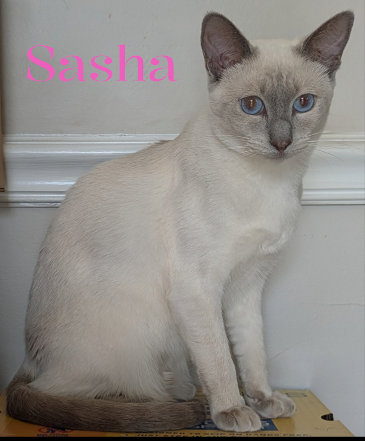 Sweet Sasha Lilac Lace - Sasha, Lilac Point Female Siamese