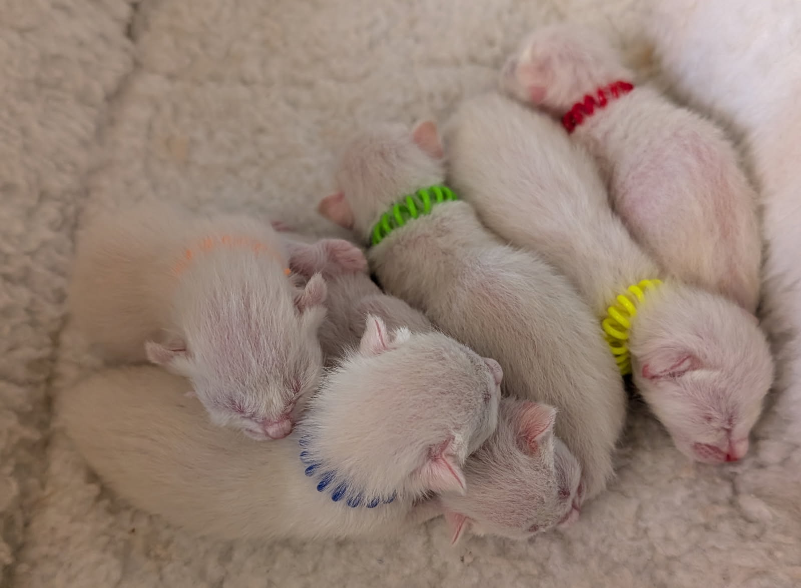 Siamese Kitten