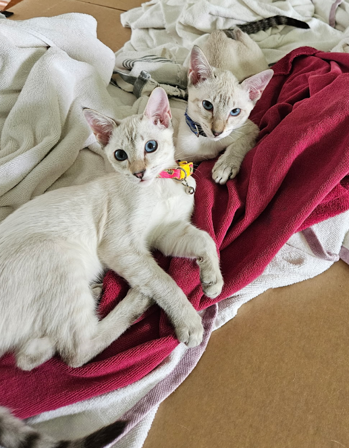 Past Kitten