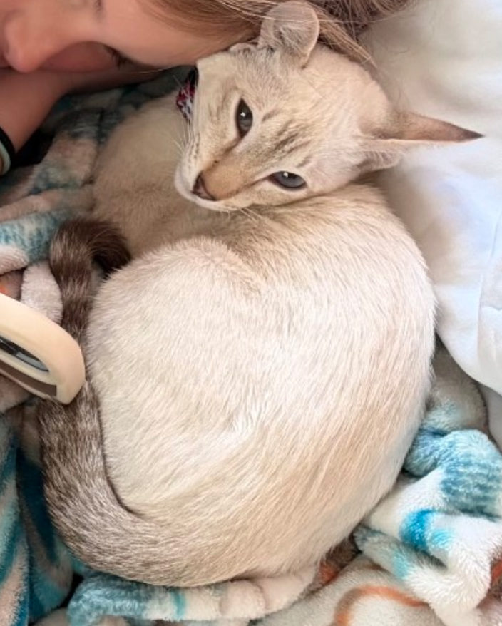 Past Kitten