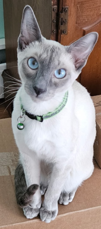Past Kitten