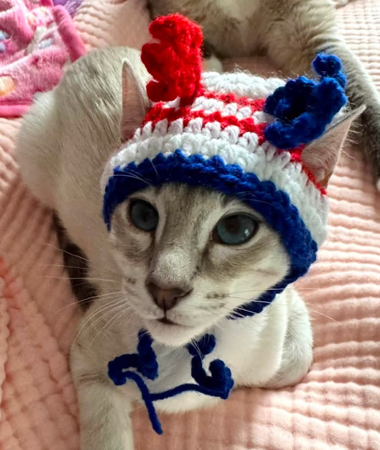 Past Kitten